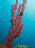 amphimedon_compressa_ap3
