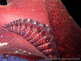 pleurobranchus_forskalii-aps205