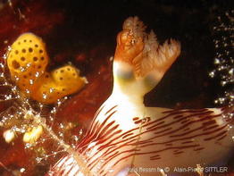nembrotha_lineolata-apsi307