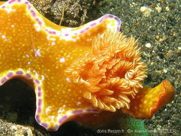 ceratosoma_tenue-apsi768