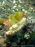 hypselodoris_kanga-aps6