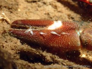 Branchiobdellidae_famille-fda-10