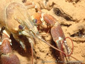 Branchiobdellidae_famille-fda-20