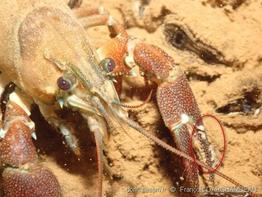 Branchiobdellidae_famille-fda-20