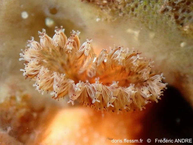 Branchiomma_bombyx-fran738