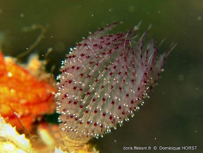 branchiomma_moebii-dh5217