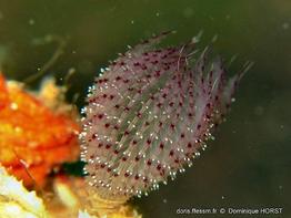 branchiomma_moebii-dh5217
