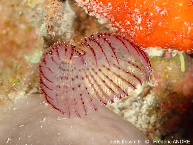 Branchiomma_moebii-fran146