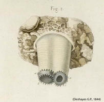 bryopa_melitensis-rda2