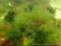 bryopsis_hypnoides-jpc-10