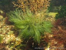 bryopsis_hypnoides-jpc-20
