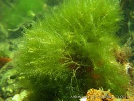bryopsis_hypnoides-jpc-30