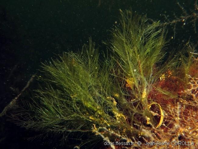 bryopsis_hypnoides-jpc-40