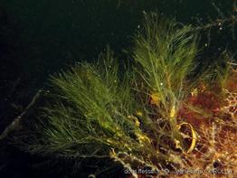 bryopsis_hypnoides-jpc-40