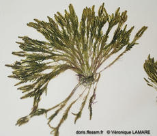 bryopsis_muscosa-vl1