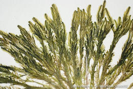 bryopsis_muscosa-vl2