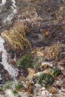 bryopsis_muscosa-vl3