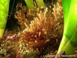 margaretta_cereoides-fa52