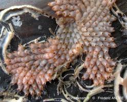 escharoides_mamillata-fa56