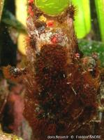 watersipora_cucullata-fa1c