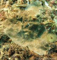 figularia_figularis-fa2624b