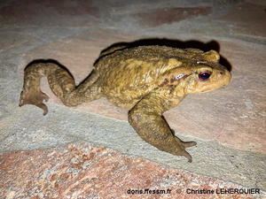 Bufo_spinosus-chle01