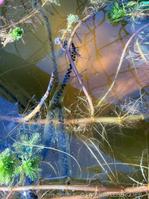 bufo_spinosus-cl4