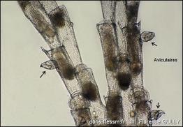 bugulina_simplex-flgu-img_01