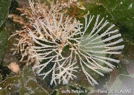 bugulina_simplex-hade-img_228