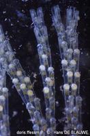 bugulina_simplex-hade-img_229