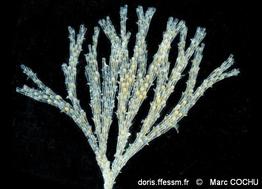 bugulina_simplex-maco-img_01