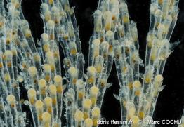 bugulina_simplex-maco-img_02