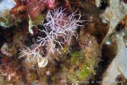 amphiroa_rigida-1vl