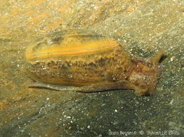 bulla_striata-slb