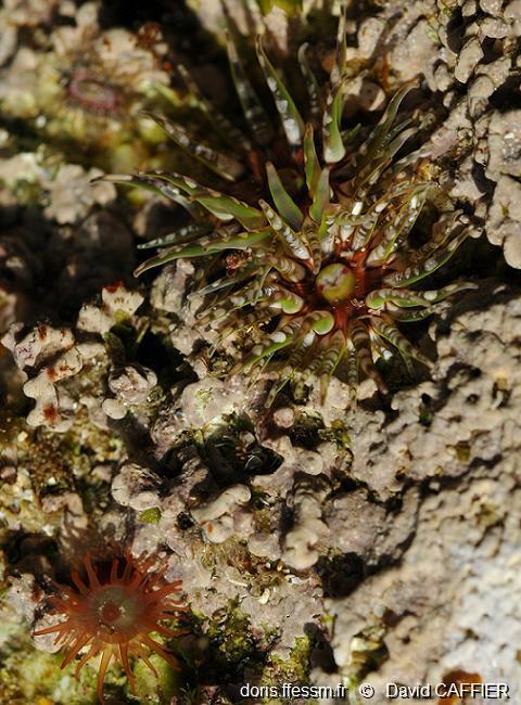 Bunodactis_verrucosa-daca1