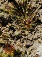 Bunodactis_verrucosa-daca1