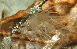 Bunodeopsis_globulifera_vm2
