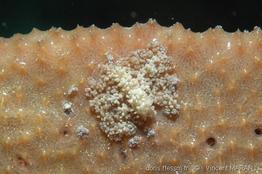 Bunodeopsis_globulifera_vm4