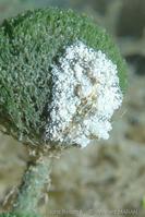 Bunodeopsis_globulifera_vm5