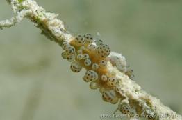 Bunodeopsis_globulifera_vm6
