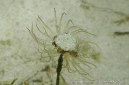 Bunodeopsis_globulifera_vm8