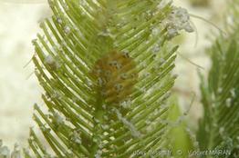 Bunodeopsis_globulifera_vm9