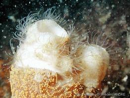 bunodeopsis_strumosa-fa2