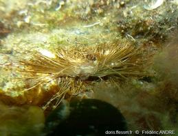 mytilus_galloprovincialis-fa8
