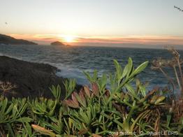 crithmum_maritimum-slb4