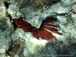 heterocentrotus_mammillatus-bb2