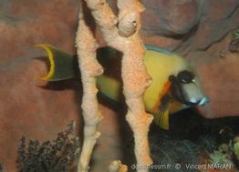 acanthurus_pyroferus-vm1