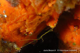 eupolymnia_nebulosa-vl1