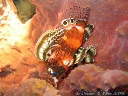 dendrochirus_biocellatus-slb2