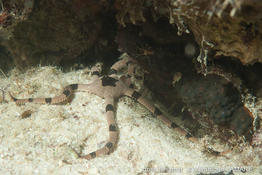 ophiolepis_superba-vl1